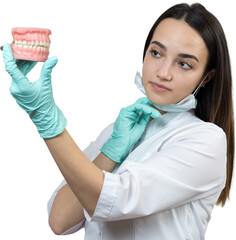 Girl doctor dentist in a white coat holds a mock of teeth.