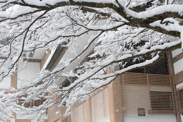  日本、京都,、比叡山、山、灯篭、赤燈籠、冬絶景、雪景色、神社、鳥居、冬の絶景、ポット、旅行、風景、旅、森,、自然、空,、冬、木、写真素材