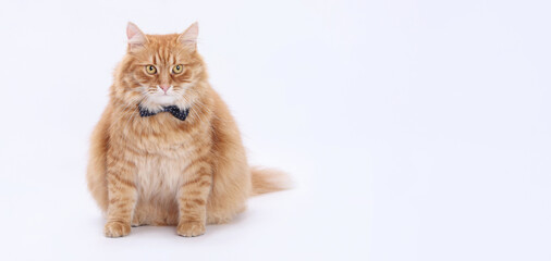 Ginger fluffy cat sitting on white background wearing a dotted bow tie. Funny and elegant pet portrait. Concept of animal fashion and personality.