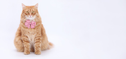 Red fluffy cat wearing bow tie sitting on white background, full body, studio portrait, symmetrical composition.
