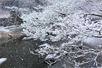 日本, 京都, 比叡山,八瀬比叡山口駅, 鉄道, 旅行, 交通, 道, 風景, 旅, 道のり, 森, 自然, 空, 冬, 木