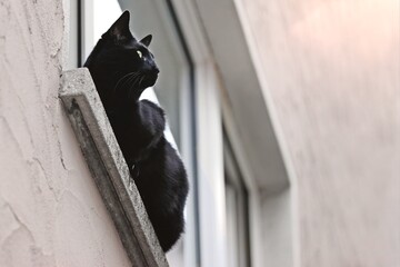 Low angle view of a black cat sitting on the fence of a house and looking away. Animal in Danger.  