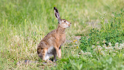 rabbit in the grass