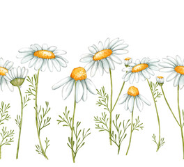 Chamomile seamless border. Frame with flowers and branches of daisy flowers.