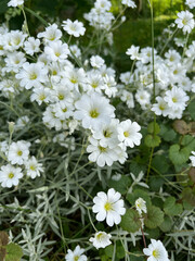 white flowers in the garden