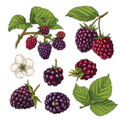 Hand drawn fresh blackberries. Set sketches with blackberries on a branch, with berries, leaves and flowers. Vector illustration isolated on white background.