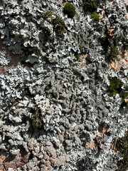 tree bark texture