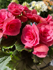 Fototapeta premium red roses in a garden