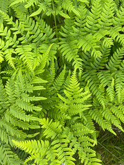 green fern background