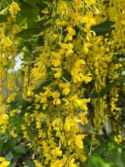yellow flowers in the garden