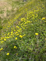 yellow dandelions in the grass