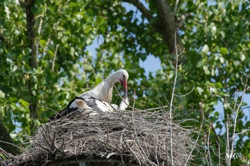 stork sits on nest with its young chick