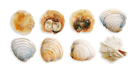 Set of colorful shells, objects isolated on white background. Close up natural clams, seashells of mollusks with soft shadows, beauty nature, organic shapes and macro texture details, design element