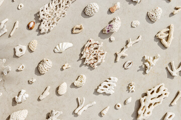 Trend pattern from seashells and coral on sandy color background. Minimal photo at sunlight. Summer vacation concept, beach mood. Nautical design. Top view nature aesthetics still life