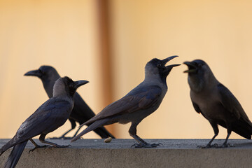 a flock of crows, black crows