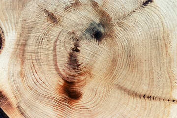 Wooden annual rings texture natural background, round shape of wood timber as nature pattern....