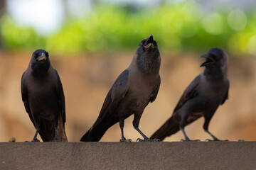 a flock of crows, black crows