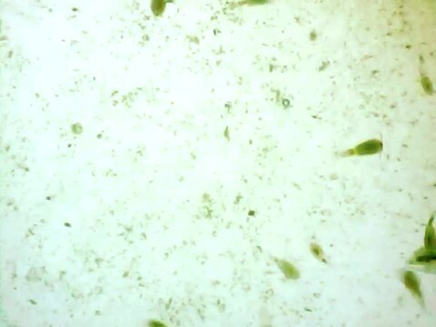 Daphnias and cyclops on a microscope glass