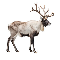 Obraz premium Majestic Reindeer: A lone reindeer stands tall, its impressive antlers a symbol of wilderness and resilience, showcasing its striking coat.