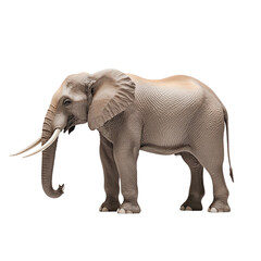 Obraz premium Majestic Elephant in Profile: A colossal African elephant stands gracefully in a studio setting, showcasing its remarkable physique, highlighting its tusks, wrinkled skin, and expressive features.