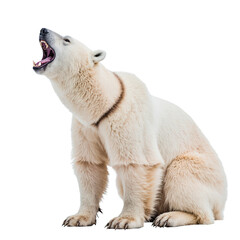 Roaring Polar Bear: A majestic polar bear, captured in a moment of powerful display, opens its mouth wide in a roar against a stark backdrop, showcasing its raw strength and captivating presence.