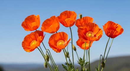 Obraz premium Vibrant orange poppies blooming under a sunny blue sky: a cheerful spring floral image