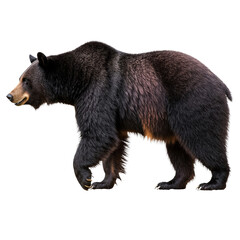 Fototapeta premium Majestic Stroll of a Black Bear: A powerful black bear strides confidently, embodying strength and resilience. Its dark fur glistens as it moves, against a seamless background. 