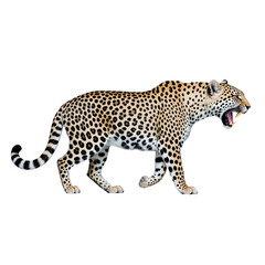 Fototapeta premium Leopard's Regal Stroll: A powerful leopard gracefully strides forward, its sleek spotted coat and focused gaze exuding an aura of majesty and prowess. Capturing untamed beauty of the wild