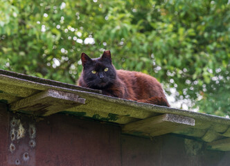 Black cat sleeping on the roof.