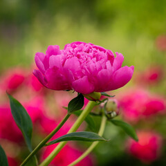 A large pink peony flower head in the garden.