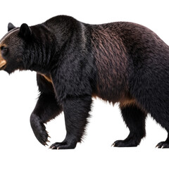 Fototapeta premium Black Bear on the Move: A powerful and majestic black bear strides confidently, showcasing its robust build, thick fur, and captivating presence. capturing its raw strength and beauty. 