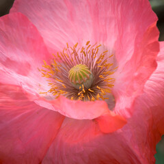 soft pink poppy macro image.