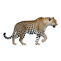Graceful Leopard's Stroll: The stunning elegance of a leopard is captured in perfect detail, its beautiful coat and graceful movement a testament to nature's beauty. 