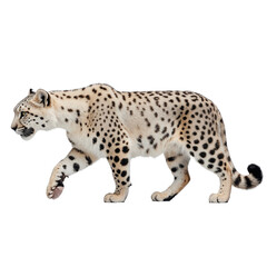 Fototapeta premium Snow Leopard on the Prowl: A majestic snow leopard confidently walks, showcasing its iconic fur pattern. The image captures the predator's grace and strength in a display of natural beauty.