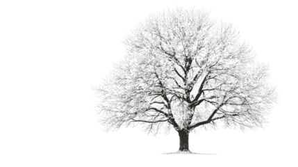 Leafless tree in winter season, Transparent background, PNG file
