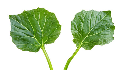 Naklejka premium Green collard greens leaves with thick stems and large broad surface, Transparent background, PNG file