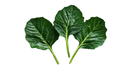 Green collard greens leaves with thick stems and large broad surface, Transparent background, PNG file