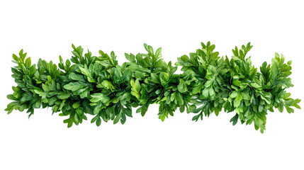 Obraz premium Green garland chrysanthemum leaves with jagged edges, popular in hotpots, Transparent background, PNG file