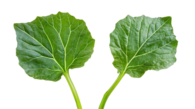 Green collard greens leaves with thick stems and large broad surface, Transparent background, PNG file