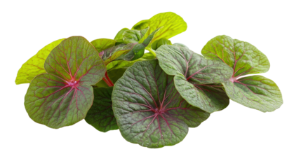 Green sorrel leaves with red veins and tangy flavor, culinary herb vegetable, Transparent background, PNG file