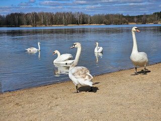 A group of swans are swimming in a lake. The swans are white and are scattered throughout the water