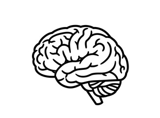 Minimalist Outline Human Brain Anatomy Illustration Medical Health Concept Design