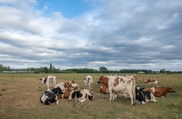 cows lying and grazing in the field
