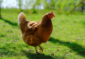 A vibrant brown hen with a red comb walks gracefully across a sunlit green field.