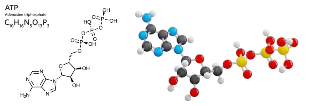 Skeletal model of Adenosine Triphosphate (ATP) molecule in living cells. Molecular formula: C10H16N5O13P3. Chemical model: Ball and Stick. Isolated on transparent background. 3D illustration