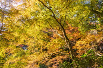 箕面公園の紅葉　大阪府箕面市にて