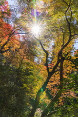 Obraz premium 箕面公園の紅葉 大阪府箕面市にて