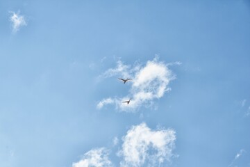 空を飛ぶ白鳥