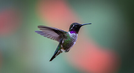 Annas Hummingbird in Flight with iridescent purple gorget feathers.