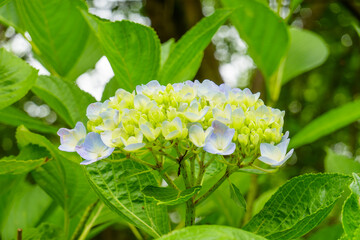 緑の葉を背景に黄緑から淡い青へ移ろう紫陽花の花序